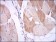 IL1B Primary Antibody MP30282 [M3A6]