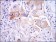 IL1B Primary Antibody MP30282 [M3A6]
