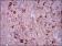 G6PD Primary Antibody MP30284 [M5E12]