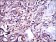 G6PD Primary Antibody MP30284 [M5E12]