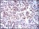 BMI1 Primary Antibody MP30285 [M3E3]