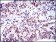 BMI1 Primary Antibody MP30285 [M3E3]