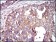 G6PD Primary Antibody MP30287 [M2H7]