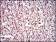 MBP Primary Antibody MP30288 [M2H9]