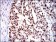 MCM2 Primary Antibody MP30289 [M1E7]