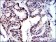 MCM2 Primary Antibody MP30289 [M1E7]