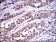 SRC Primary Antibody MP30290 [M1F11]