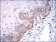 SRC Primary Antibody MP30290 [M1F11]