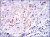 MAP2K7 Primary Antibody MP30291 [M4E5]