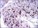 NQO1 Primary Antibody MP30292 [M4D12]
