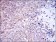 NQO1 Primary Antibody MP30292 [M4D12]