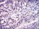 SKP1 Primary Antibody MP30294 [M4E11]