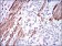 GSTM1 Primary Antibody MP30295 [M1H4A4]