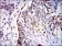 GSTM1 Primary Antibody MP30296 [M1H4F2]