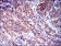 CD9 Primary Antibody MP30298 [M5G6]
