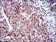 CD9 Primary Antibody MP30298 [M5G6]