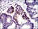 MSH6 Primary Antibody MP30299 [M3E1]