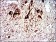 TUBA8 Primary Antibody MP30301 [M2D6]