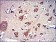 LPlunc1 Primary Antibody MP30302 [M2A5]