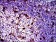 LPlunc1 Primary Antibody MP30302 [M2A5]