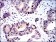 BIRC5 Primary Antibody MP30303 [M1H5]