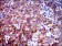 PPP2R4 Primary Antibody MP30308 [M4D9]