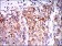 PPP2R4 Primary Antibody MP30308 [M4D9]