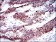 CYP1A1 Primary Antibody MP30312 [M6G5]