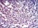 NEDD8 Primary Antibody MP30314 [M1A7]