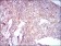 COTL1 Primary Antibody MP30320 [M5C8]