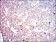 COTL1 Primary Antibody MP30320 [M5C8]