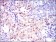 ASS1 Primary Antibody MP30321 [M2C10]