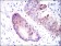 ASS1 Primary Antibody MP30321 [M2C10]