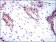YAP1 Primary Antibody MP30323 [M1A12]
