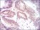 YAP1 Primary Antibody MP30323 [M1A12]