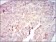 RAF1 Primary Antibody MP30325 [M4G4]