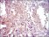 FOXO1 Primary Antibody MP30327 [M3B6]