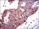 PBK Primary Antibody MP30329 [M2C8]