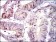 PBK Primary Antibody MP30329 [M2C8]