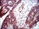 ITGB1 Primary Antibody MP30332 [M3B6]