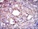 ITGB1 Primary Antibody MP30332 [M3B6]