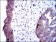 ALPL Primary Antibody MP30337 [M2F4]
