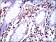 MSN Primary Antibody MP30338 [M2C12]