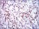 CDK2 Primary Antibody MP30341 [M1A6]