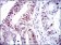 CDK2 Primary Antibody MP30341 [M1A6]