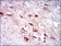 CYP3A4 Primary Antibody MP30346 [M3H8]
