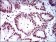 RPA1 Primary Antibody MP30348 [M4C4]