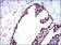 RPA1 Primary Antibody MP30348 [M4C4]