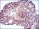 CEBPA Primary Antibody MP30353 [M5B7]