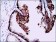 HAS3 Primary Antibody MP30357 [M3C9]